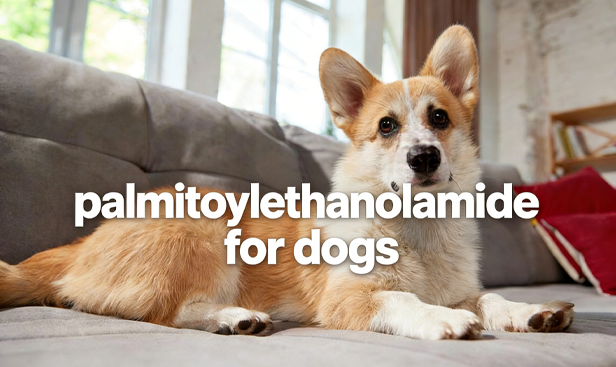 Is Palmitoylethanolamide PEA powder good for dogs?