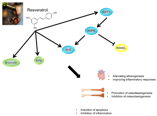 Resveratrol Benefits for women