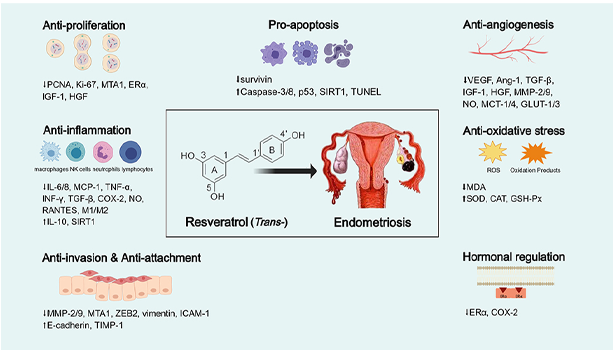 resveratrol for endometriosis