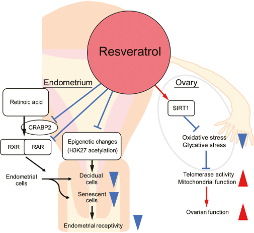 resveratrol for pcos