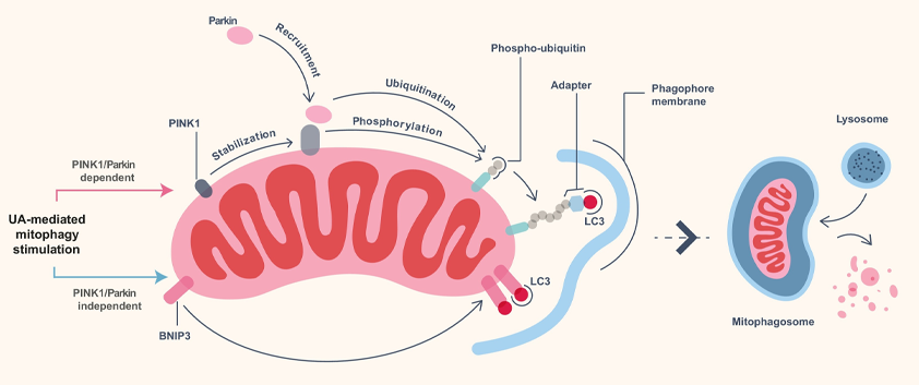 Schematic Representation of Mitophagy Pathways Activated by Urolithin A (UA)