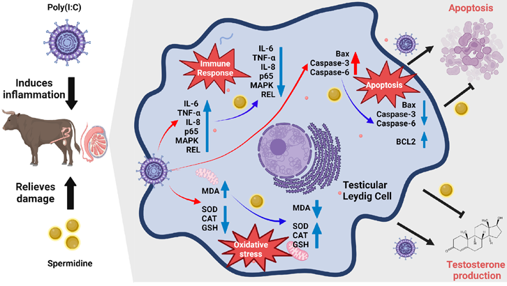 Spermidine Trihydrochloride Antioxidant and DNA protection