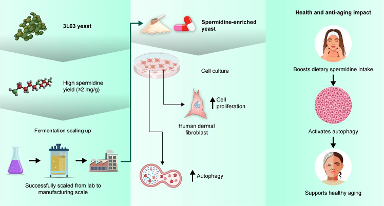 Spermidine Trihydrochloride Promote autophagy