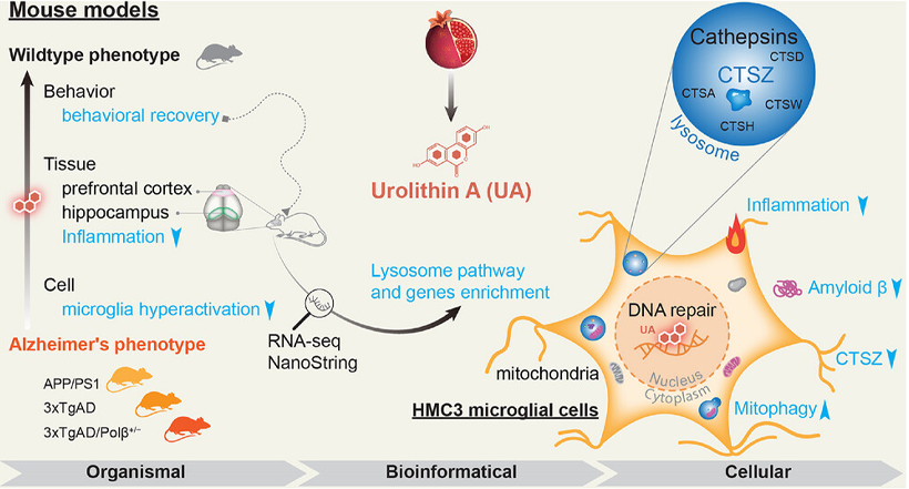urolithin a alzheimer's From organismal, bioinformatical, and cellular aspects