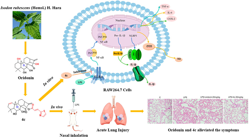 oridonin for Anti-inflammatory and analgesic oridonin for Anti-inflammatory and analgesic