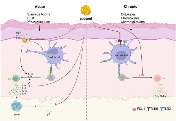 Ekstrak Akar Paeonia Suffruticosa Pikeun dermatitis kulit paeonol