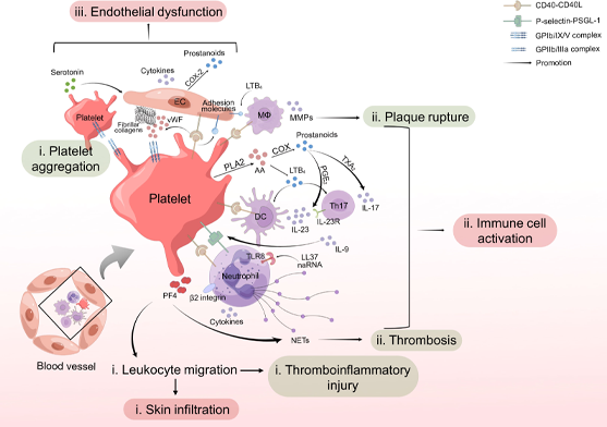 Psoralen for Treated Platelets