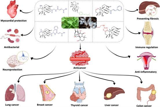 Rabdosia extract benefits for anti-cancer