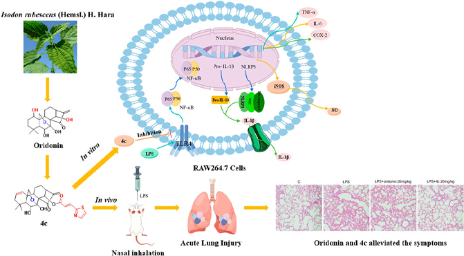 Rabdosia extract benefits for Anti-inflammatory