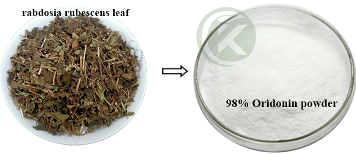 Rabdosia Rubescens Extract Powder