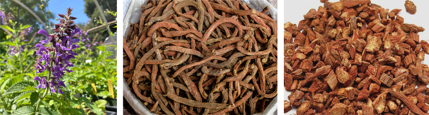 Salvia Miltiorrhiza Root Extract