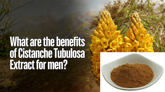 What are the benefits of Cistanche Tubulosa Extract for men?