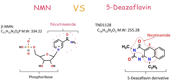 5-deazaflavin Powder vs NMN powder