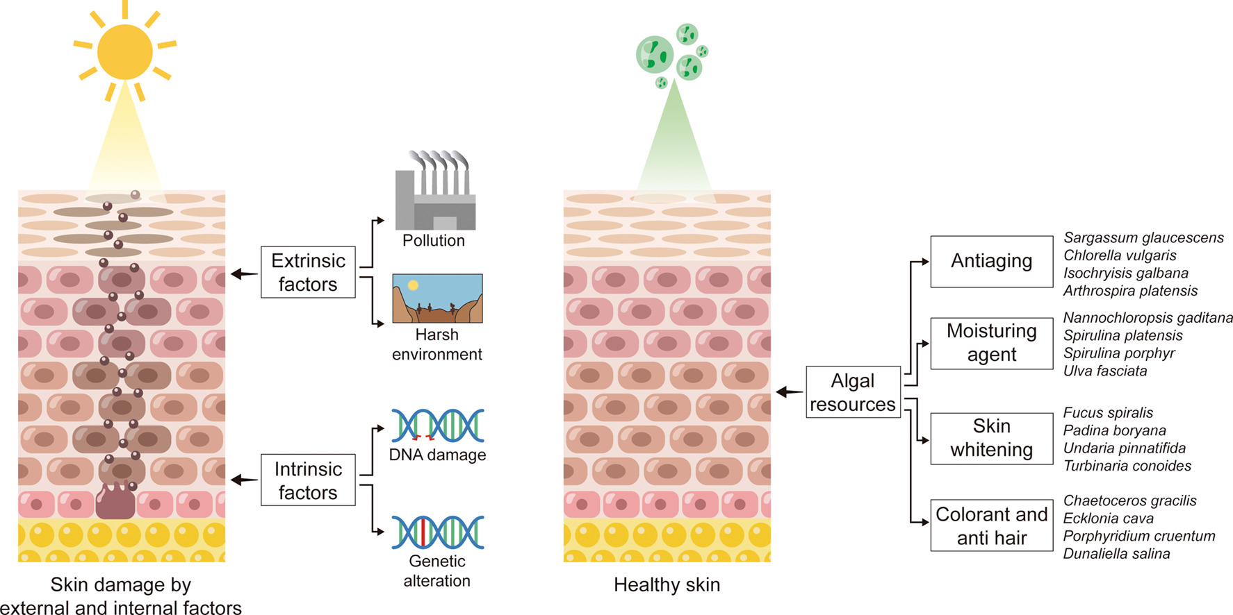 Algae for the Skin
