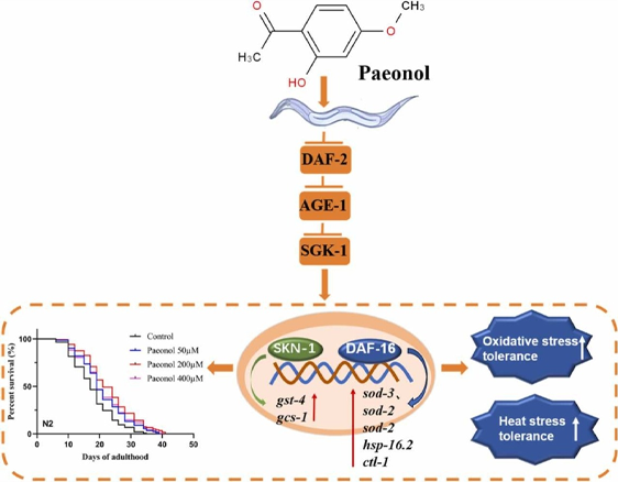 anti-aging effect of paeonol