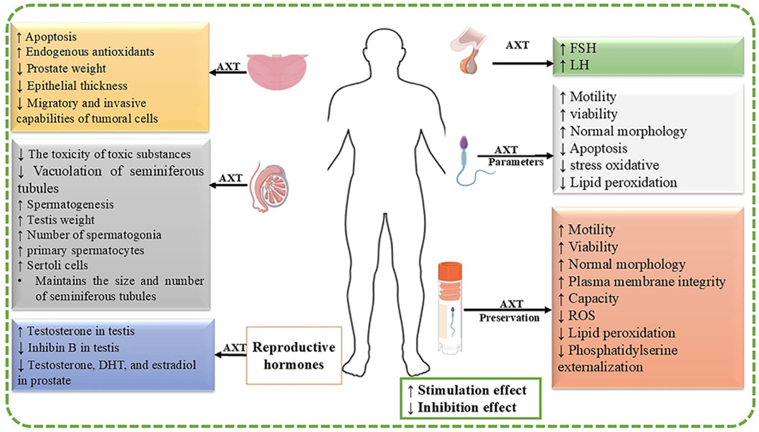 Astaxanthin Bbenefits For Male