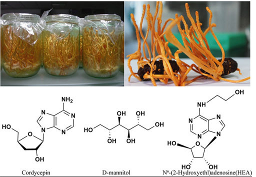 Cordyceps Mycelium Extract