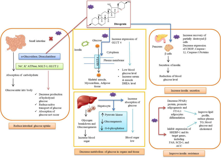Diosgenin for diabetes treatment by multiple pathways in different organs