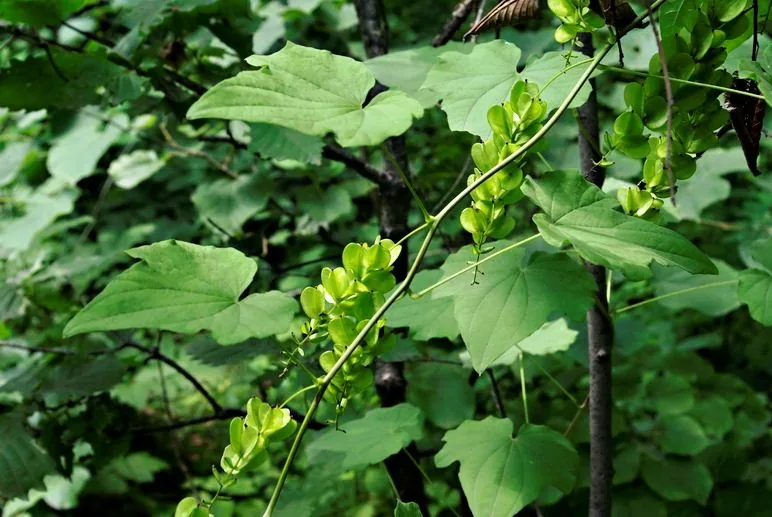 Dioscorea Nipponica