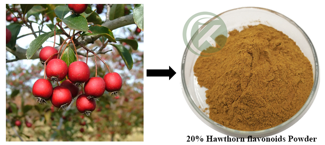 Bubuk flavonoid Hawthorn