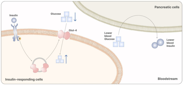 Myo-inositol participates in the signaling cascade of insulin