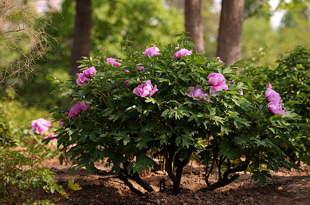 Paeonia Suffruticosa Root areas Akar Paeonia Suffruticosa