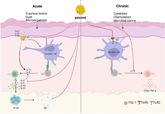 paeonol for inhibition of dermatitis