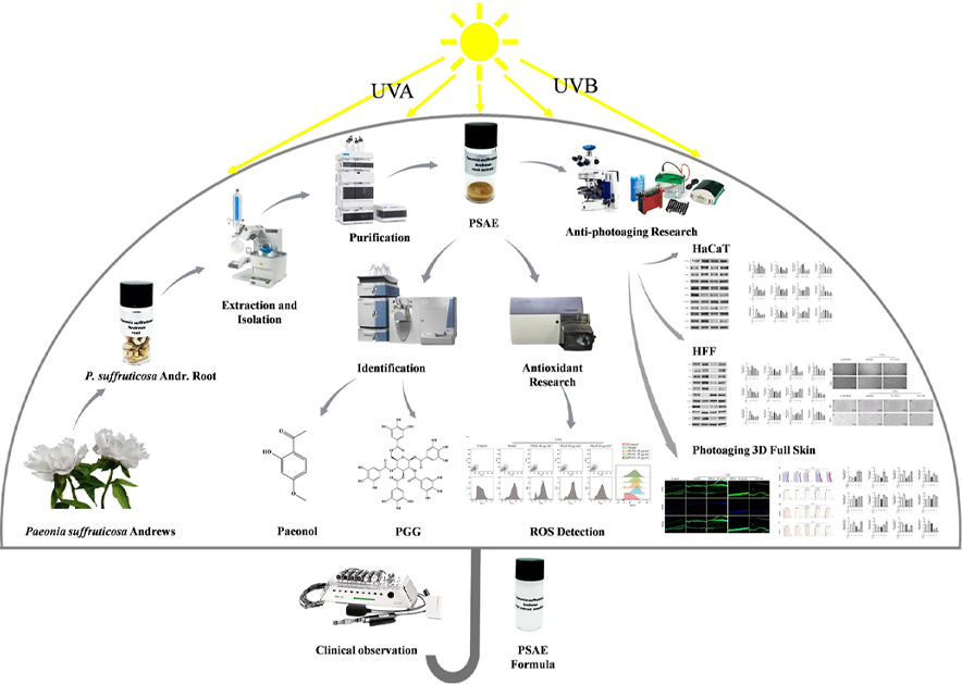 Paeonol resistance to photoaging