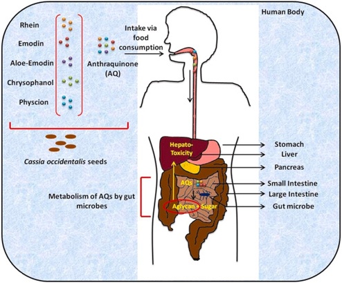 Role of anthraquinones in Cassia occidentalis induced hepato-myo-encephalopathy