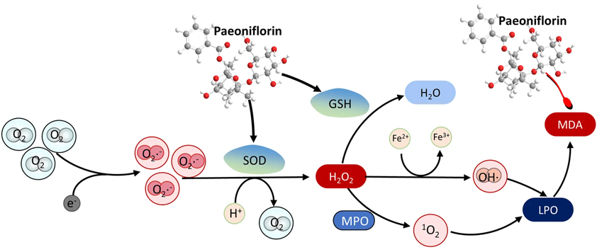 The antioxidant mechanism of paeoniflorin in depression by promoting the degradation of peroxides Mékanisme antioksidan paeoniflorin dina depresi ku cara ngamajukeun degradasi peroksida