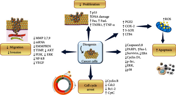 The Comprehensive Mechanism of Diosgenin's Inhibitory Action on Cancer Cells