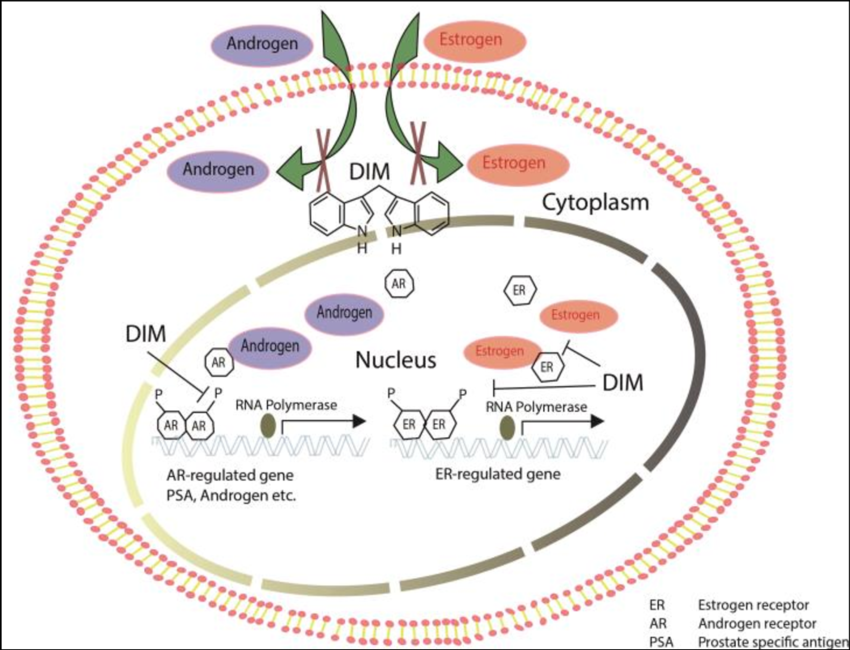DIM-modulates-estrogen-and-androgen-effects-It-modulates-the-androgen-and-estrogen