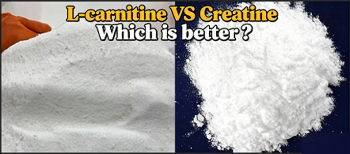 Which is better creatine or L-carnitine?