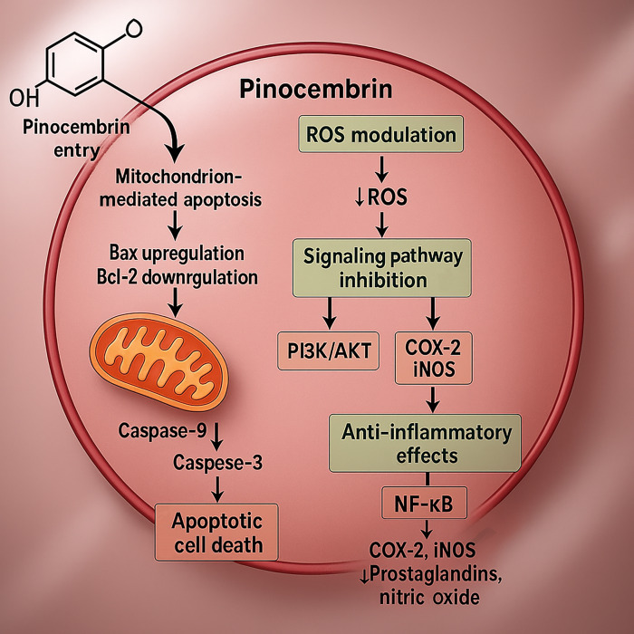 Anti-Cancer Properties