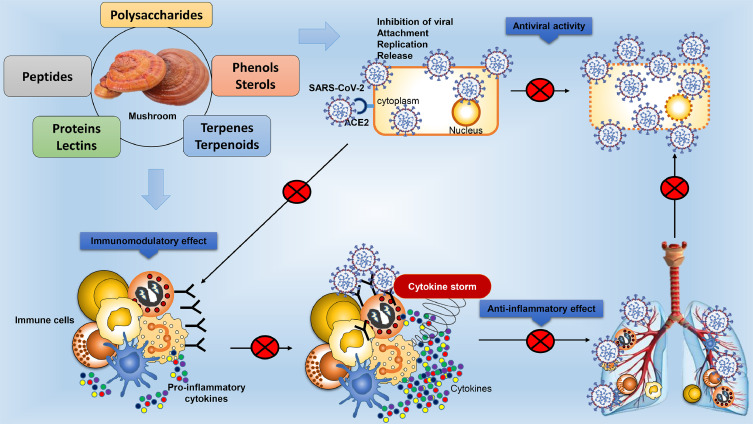 Antiviral Properties