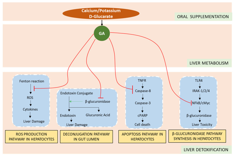 Molecular interactions of glucarate salt active metabolites, GA, on the four mechanisms of liver detoxification.
