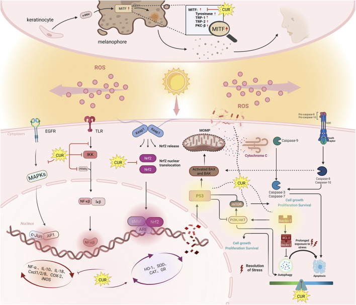 The mechanisms of anti-photoaging effects of curcumin