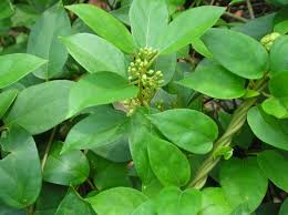 Gymnema Sylvestre Extract Gymnemic Acid powder-product