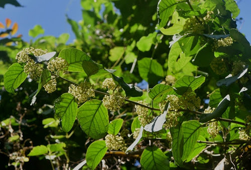 Gymnema sylvestre