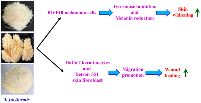Ngahambat produksi melanin