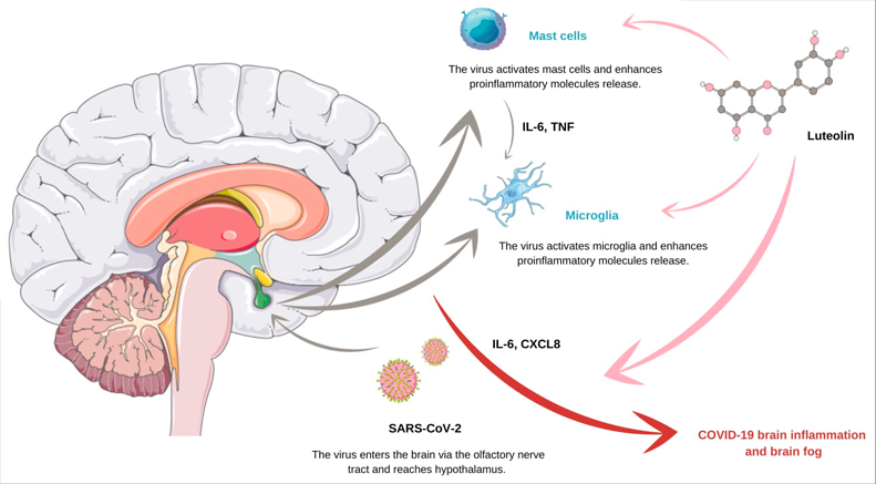 luteolin for brain inflammation