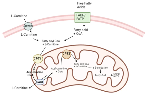 L Carnitine Powder Levocarnitine Mechanism of Action 