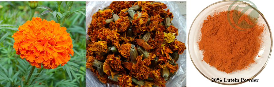 ekstrak kembang marigold