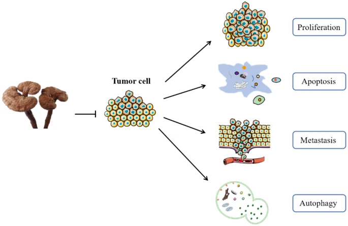 Mechanism of action of G. lucidum in the treatment of GI cancer