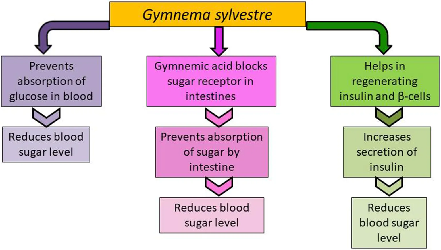 Mechanism of glucose lowering activity by Gymnema sylvestre Mékanisme aktivitas nurunkeun glukosa ku Gymnema sylvestre