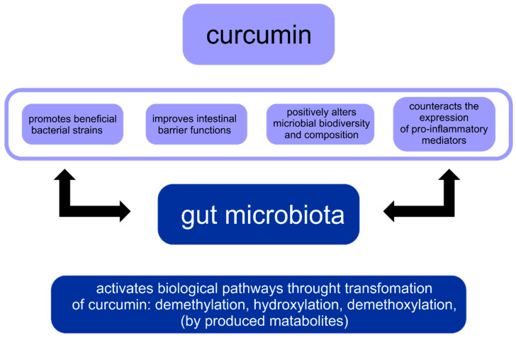 Reciprocal interaction between curcumin and gut microbiota