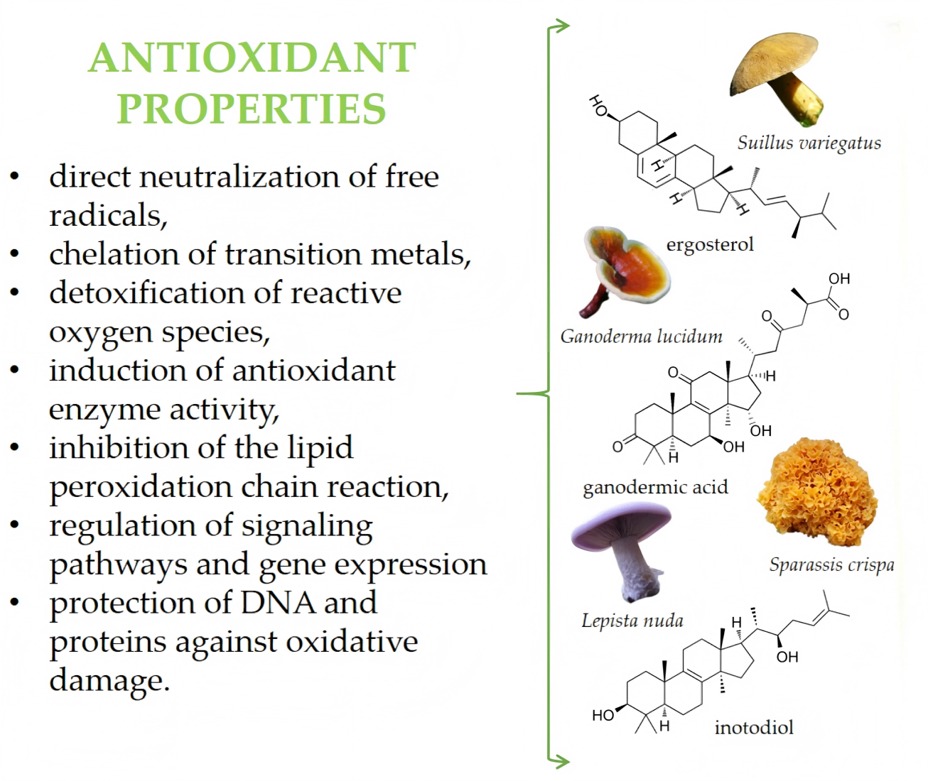 The main active compounds in mushrooms exhibiting antioxidant properties