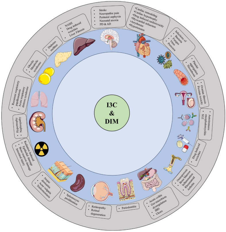 The protective responses of I3C and DIM on various diseases