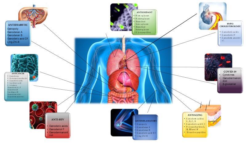 Therapeutic effects of compounds from G. lucidum