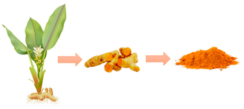 Turmeric